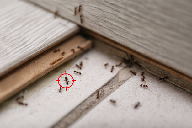 Best Rodent Control Near Me  in Carrier Mls, IL