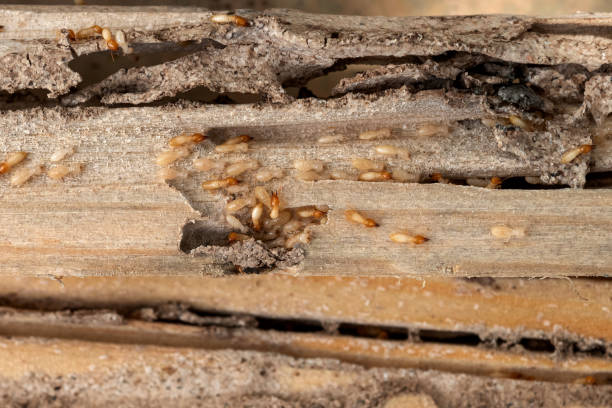 Best Termite Control Services  in Carrier Mls, IL